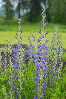 blue false indigo  Baptisia australis,Geotagged,Spring,United States