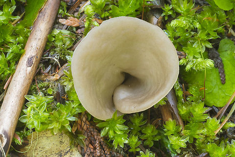 Otidea alutacea  Geotagged,Otidea alutacea,Spring,United States