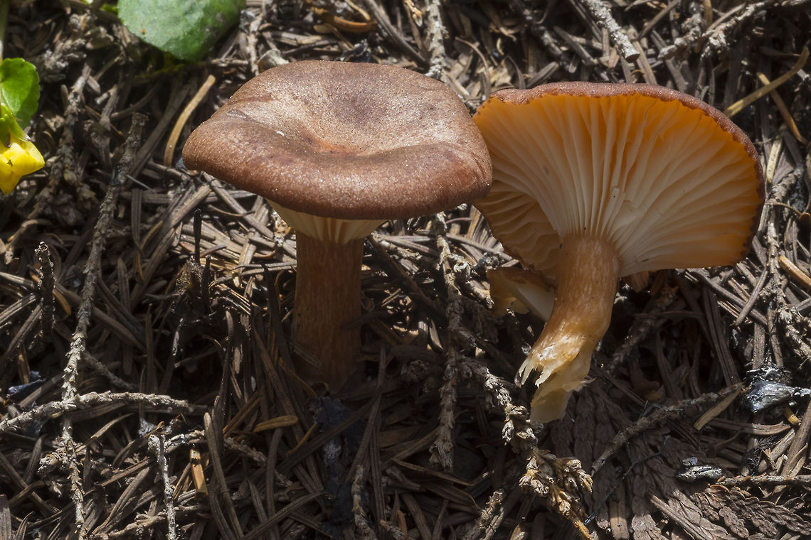 Clitocybe mitis uncommon Clitocybe mitis,Geotagged,Spring,United States