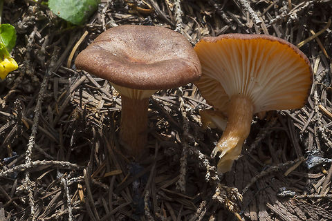 Clitocybe mitis