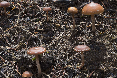 charcoal Psathyrella  Geotagged,Psathyrella carbonicola,Spring,United States,charcoal Psathyrella