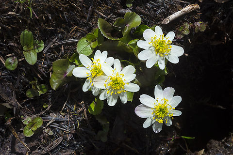 Marsh Marigold  Caltha leptosepala,Geotagged,Spring,United States