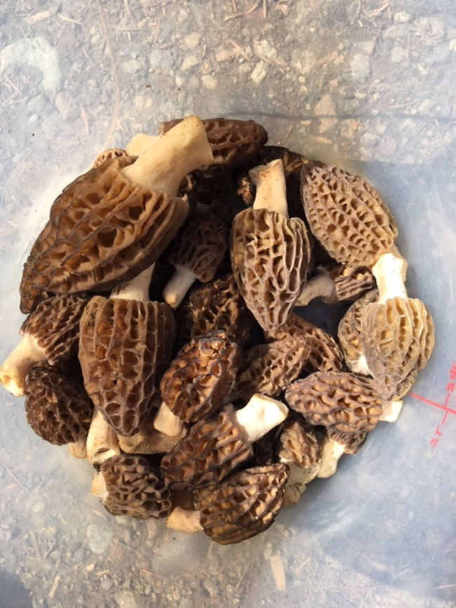 Fire Morels there are probably 1/2 a dozen species these could be... but they are genuine fire morels, and yes they are absolutely delicious...  Geotagged,Spring,United States