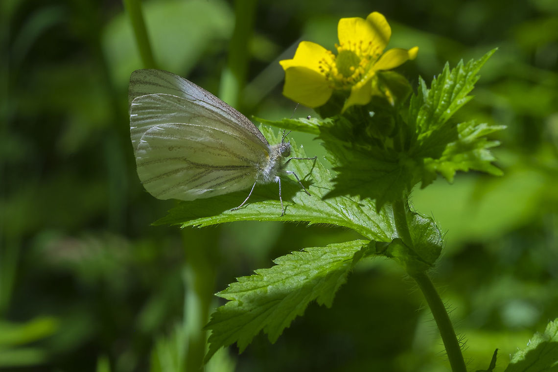 Margined white  Geotagged,Margined white,Pieris marginalis,Spring,United States