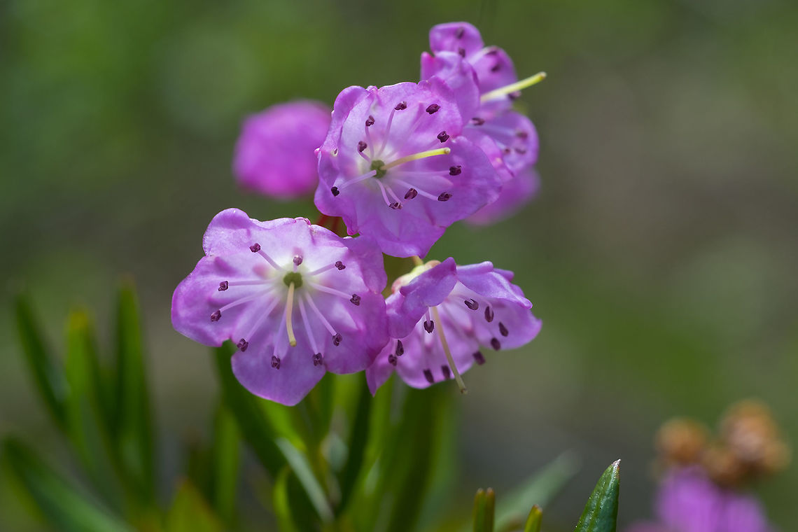 western bog laurel  Geotagged,Kalmia microphylla,Spring,United States