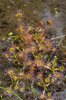 round-leaved sundew  Drosera rotundifolia,Geotagged,Spring,United States