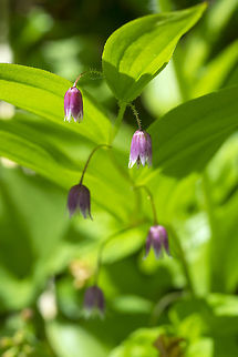 rosy twisted stalk  Geotagged,Rosybells,Spring,Streptopus lanceolatus,United States