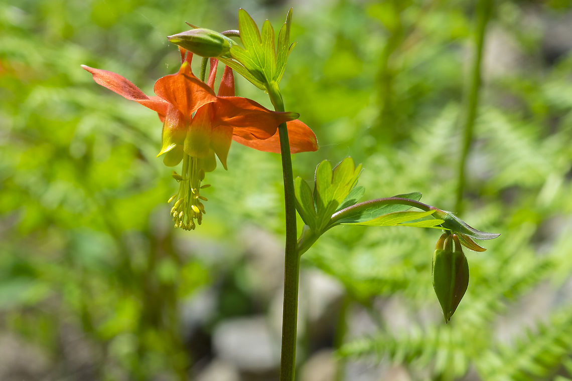 red Columbine  Aquilegia formosa,Crimson columbine,Geotagged,Spring,United States