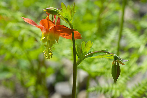 red Columbine  Aquilegia formosa,Crimson columbine,Geotagged,Spring,United States