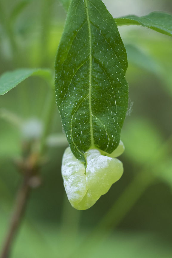 leaf gall caused by a fungus Exobasidium vaccinii var. japonicum,Geotagged,Spring,United States