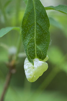 leaf gall caused by a fungus Exobasidium vaccinii var. japonicum,Geotagged,Spring,United States