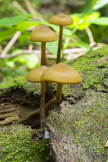 Galerina sp.  Geotagged,Spring,United States