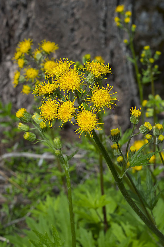tall silvercrown  Cacaliopsis nardosmia,Geotagged,Spring,United States,silvercrown