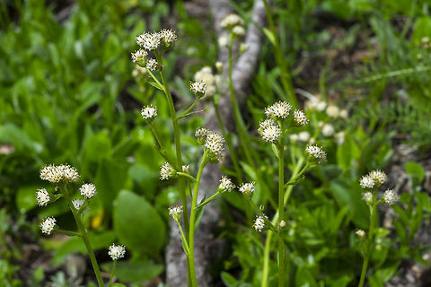 racemose pussytoes  Antennaria racemosa,Geotagged,Racemose pussytoes,Spring,United States