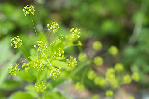 western sweet cicely Geotagged,Osmorhiza occidentalis,Spring,United States
