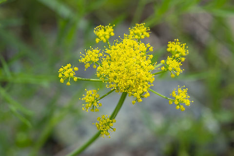 Brandegee's desert-parsley  Geotagged,Lomatium brandegeei,Spring,United States