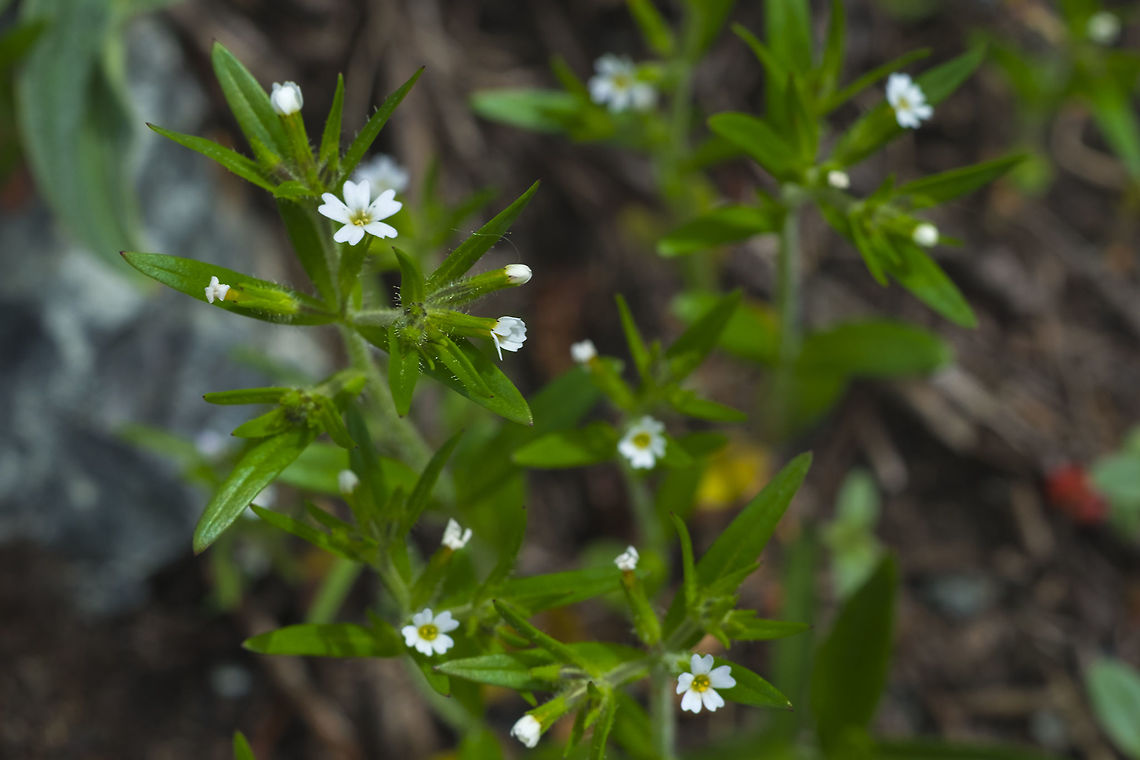 slender phlox  Geotagged,Microsteris gracilis,Slender phlox,Spring,United States