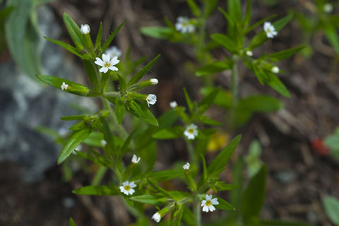 slender phlox  Geotagged,Microsteris gracilis,Slender phlox,Spring,United States