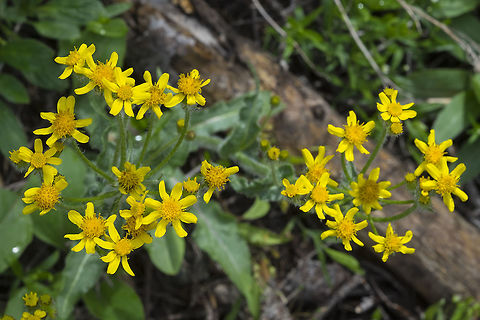 wooly groundsel  Geotagged,Packera cana,Spring,United States