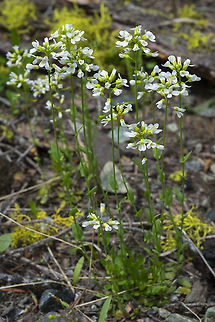 Fendler's pennycress  Alpine pennycress,Geotagged,Noccaea montana,Spring,United States