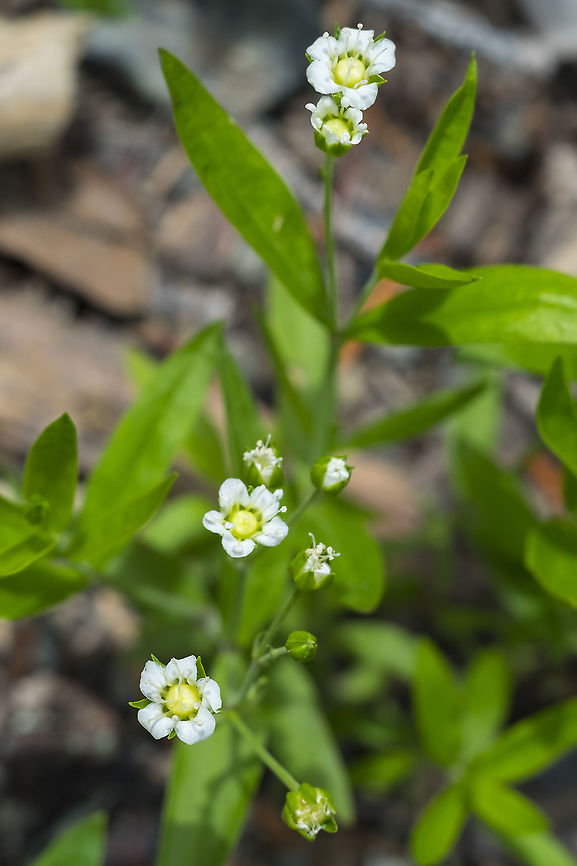 large leaf sandwort  Geotagged,Moehringia macrophylla,Spring,United States