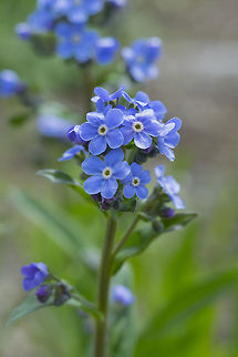 meadow forget-me-not  Geotagged,Hackelia micrantha,Jessica sticktight,Spring,United States
