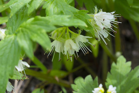 Fendler's waterleaf Fendler's waterleaf,Geotagged,Hydrophyllum fendleri,Spring,United States