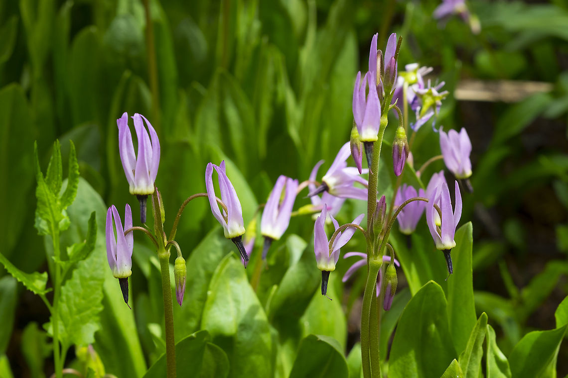 Jeffrey's shooting star  Dodecatheon jeffreyi,Geotagged,Jeffrey's shooting star,Spring,United States