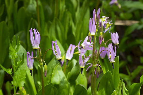 Jeffrey's shooting star  Dodecatheon jeffreyi,Geotagged,Jeffrey's shooting star,Spring,United States