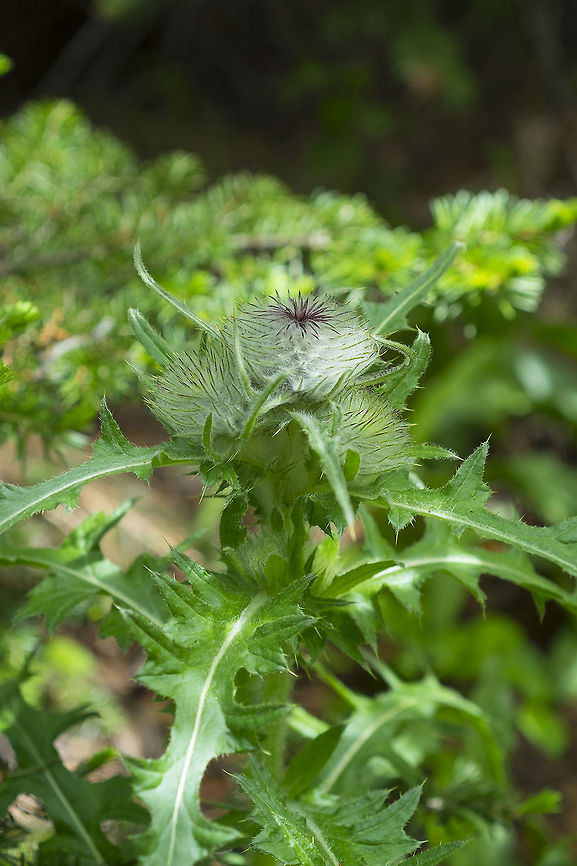 Hooker's thistle  Cirsium hookerianum,Geotagged,Spring,United States