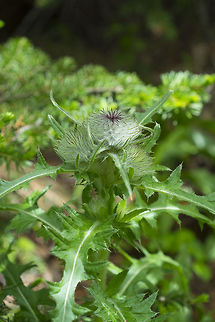 Hooker's thistle  Cirsium hookerianum,Geotagged,Spring,United States
