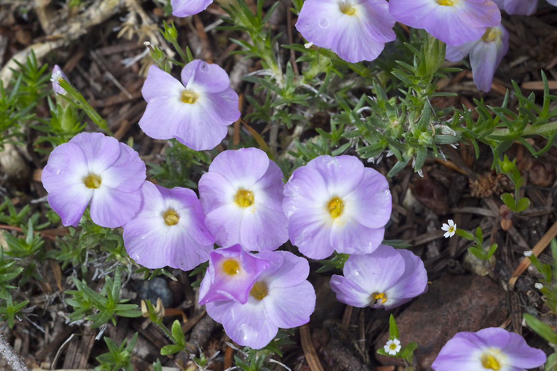 Henderson's phlox  Geotagged,Henderson's phlox,Phlox hendersonii,Spring,United States