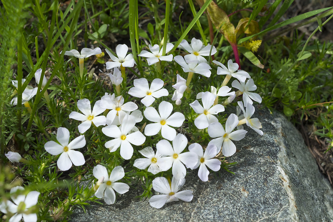 spreading phlox  Geotagged,Phlox diffusa,Spreading phlox,Spring,United States