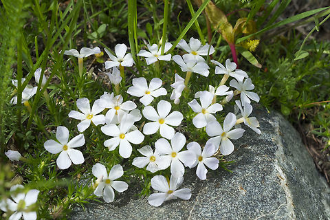 spreading phlox  Geotagged,Phlox diffusa,Spreading phlox,Spring,United States