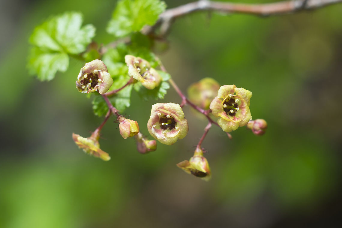 bristly black currant  Geotagged,Ribes lacustre,Spring,United States