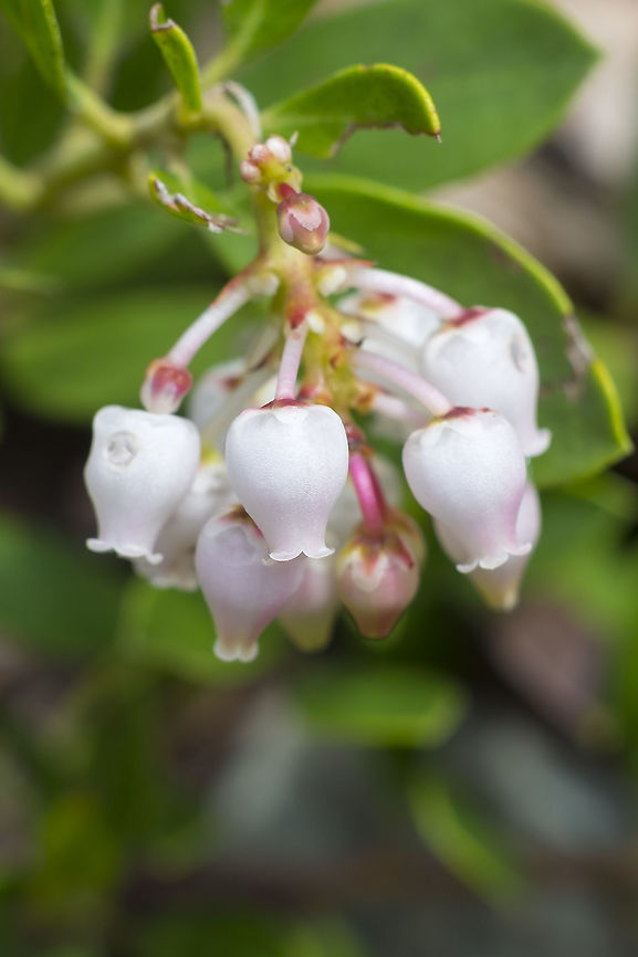 pinemat manzanita  Arctostaphylos nevadensis,Geotagged,Spring,United States