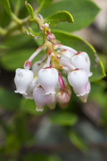 pinemat manzanita  Arctostaphylos nevadensis,Geotagged,Spring,United States