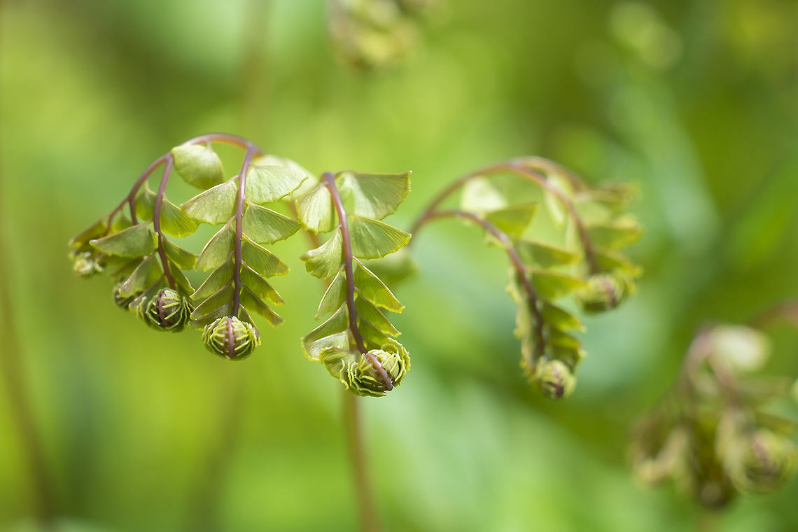 maidenhair fern fiddleheads  Adiantum aleuticum,Geotagged,Spring,United States,Western maidenhair fern