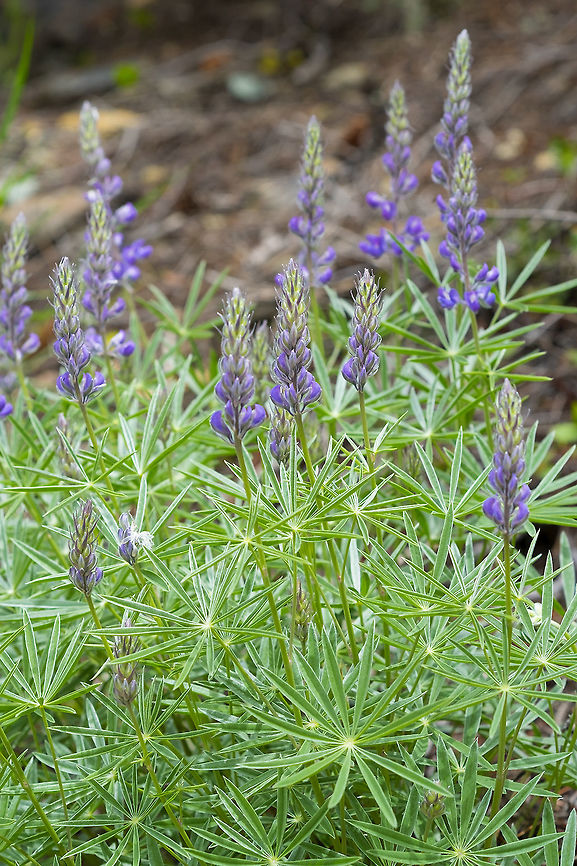 silky lupine  Geotagged,Lupinus sericeus,Silky Lupine,Spring,United States