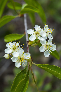 bitter cherry  Geotagged,Oregon cherry,Prunus emarginata,Spring,United States