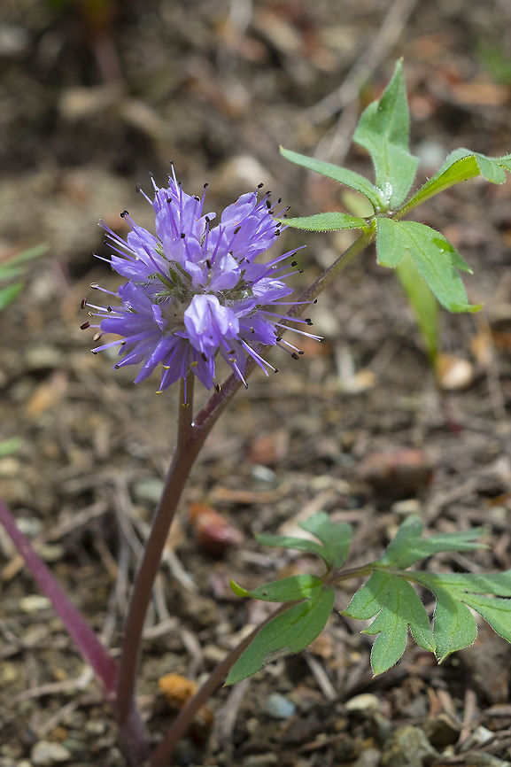 _DSF8497  Geotagged,Hydrophyllum capitatum,Spring,United States