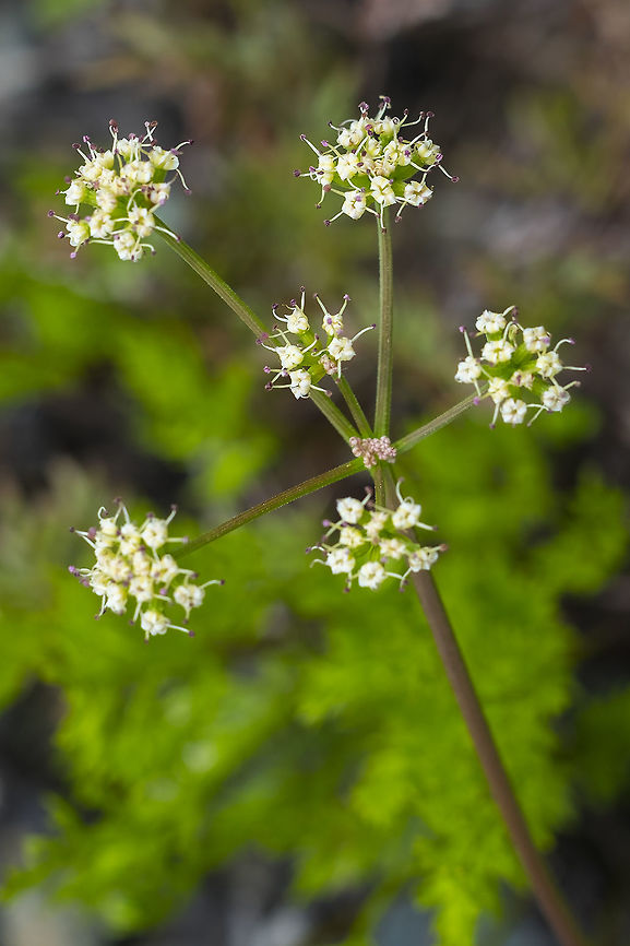 Geyer's desert parsley  Geotagged,Lomatium geyeri,Spring,United States