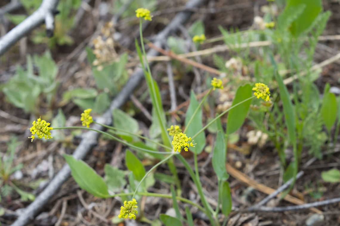 barestem biscuitroot one of the more commonly found species Barestem biscuitroot,Geotagged,Lomatium nudicaule,Spring,United States