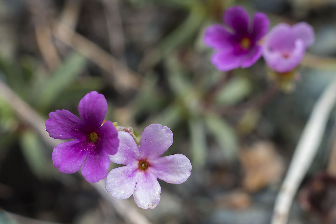 snow Douglasia  Douglasia nivalis,Geotagged,Spring,United States,snow Douglasii