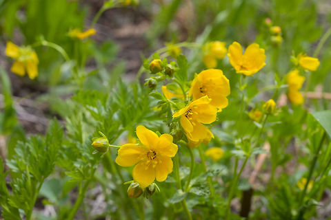 slender cinquefoil  Geotagged,Potentilla gracilis,Slender cinquefoil,Spring,United States