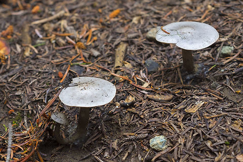 snowbank lyophyllum  Clitocybe glacialis,Geotagged,Spring,United States