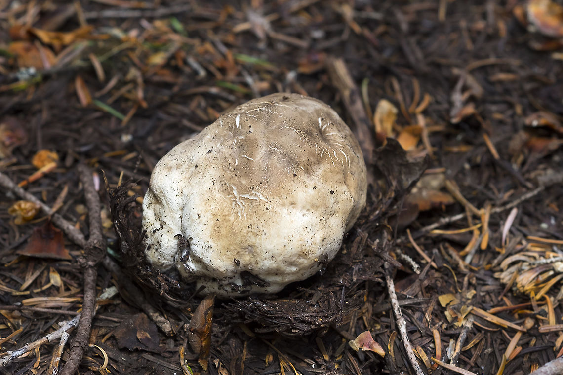 spring puffball  Gastropila fumosa,Geotagged,Spring,United States