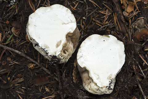 spring puffball - cross section  Gastropila fumosa,Geotagged,Spring,United States