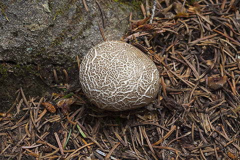 spring puffball - younger specimen  Gastropila fumosa,Geotagged,Spring,United States