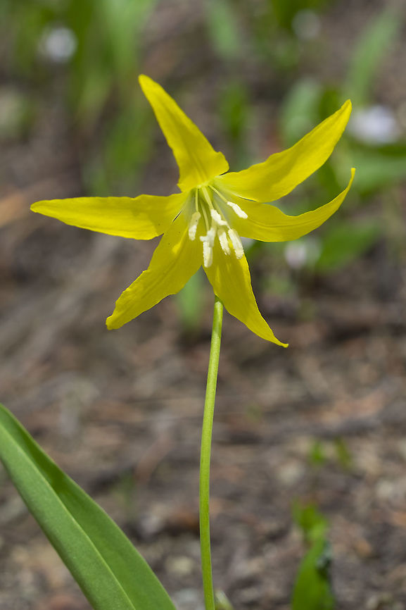 avalanche lily  Erythronium grandiflorum,Geotagged,Glacier Lily,Spring,United States